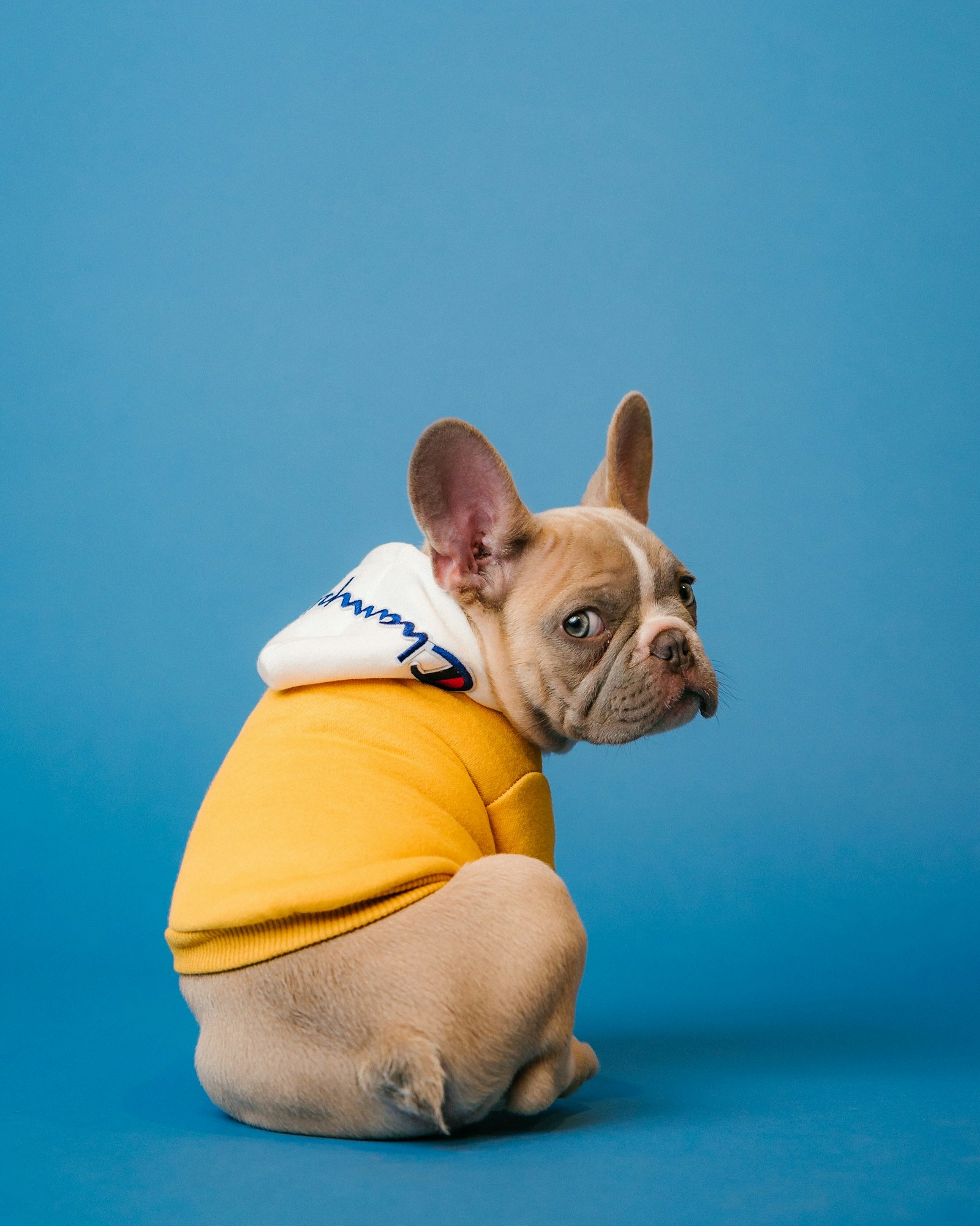 Veterinary exam, Byron Animal Clinic