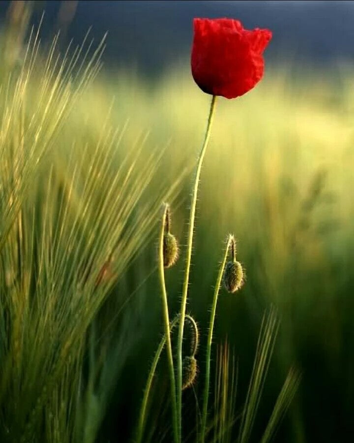 A single red poppy in a sunlit field, a symbol of natural healing
