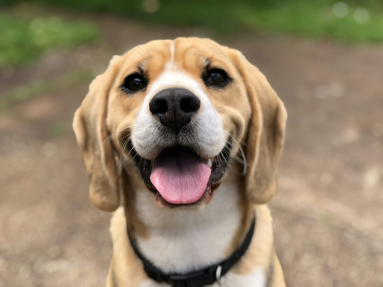 Happy dog at Oak West Animal Clinic