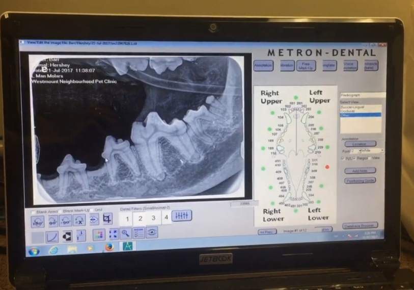 Dental imaging at Westmount Neighbourhood Pet Clinic