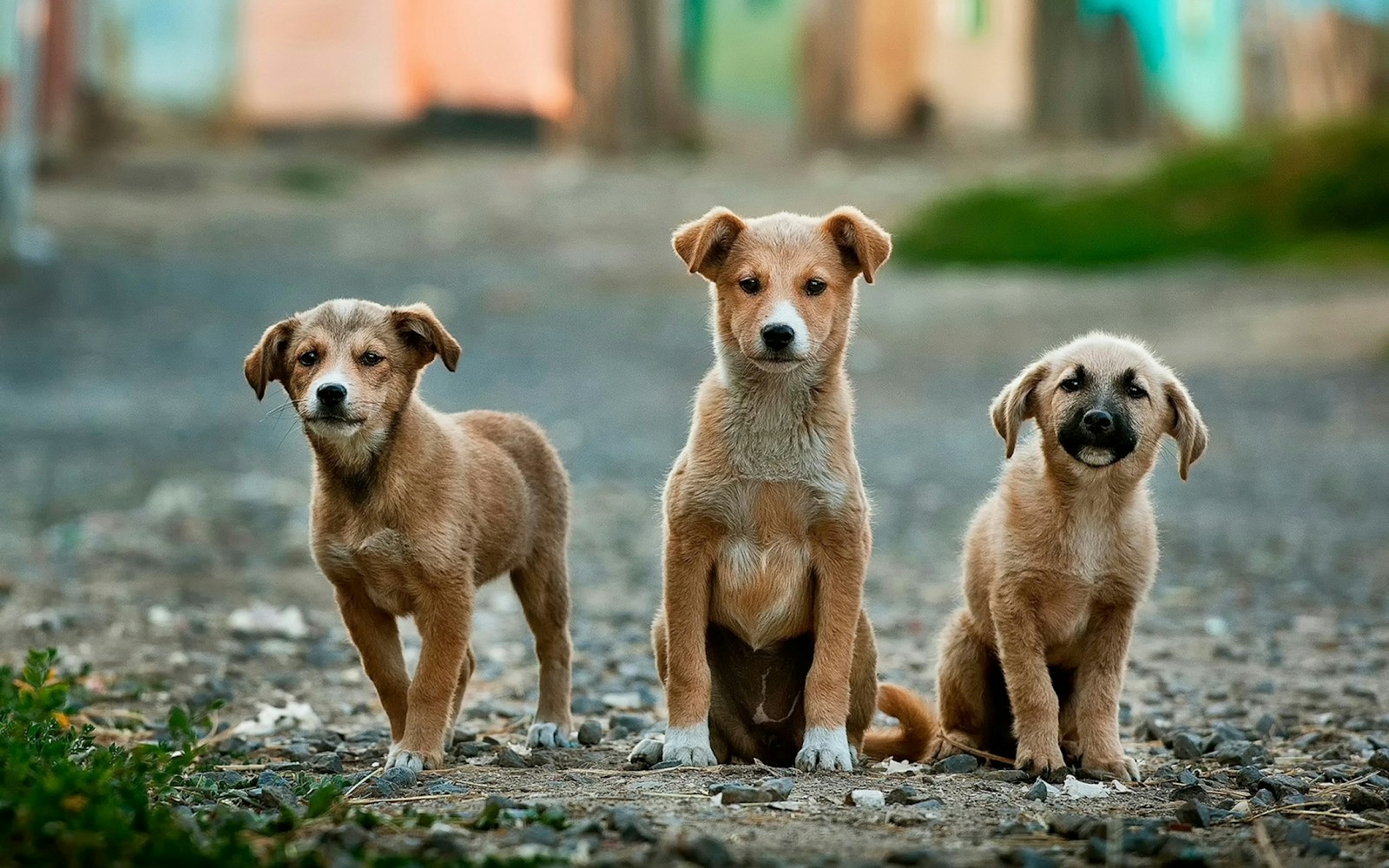 Veterinary dental care at Westmount Neighbourhood Pet Clinic
